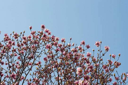 小玉兰花