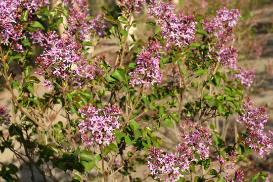 丁香花 丁香 花朵 植物 花卉