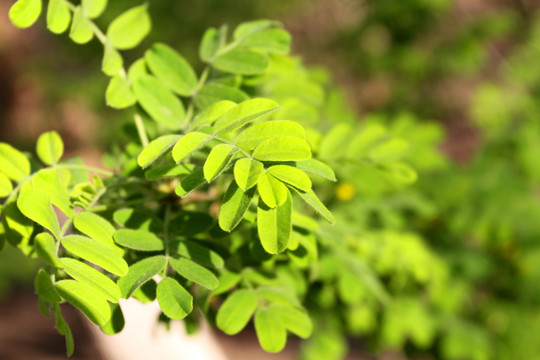 植物墙 绿叶背景 绿化墙 植物