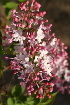 丁香花 丁香 花朵 植物 花卉