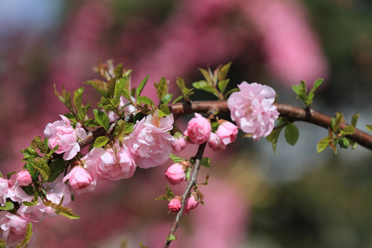 樱桃花