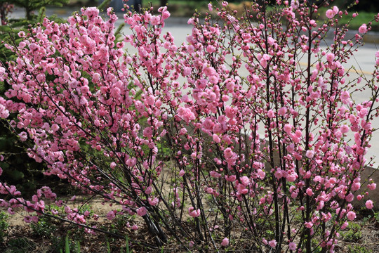 樱桃花