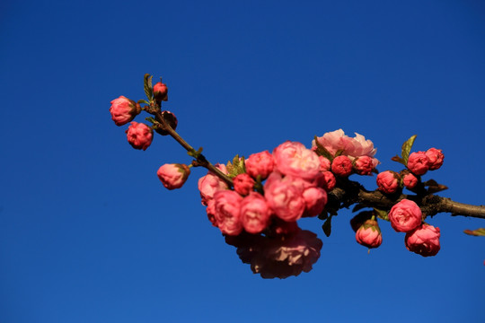 樱桃花