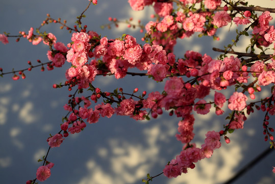 樱桃花