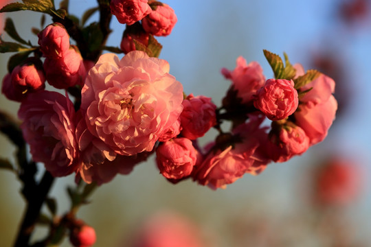 樱桃花