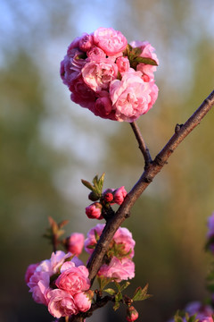 樱桃花