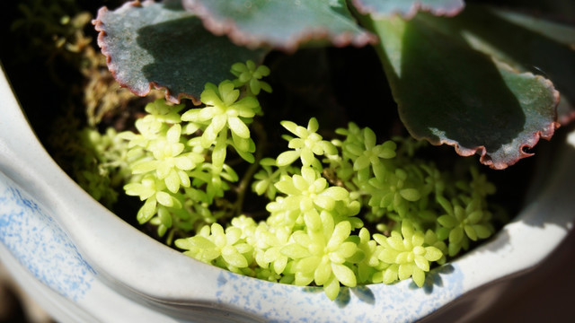 多肉植物