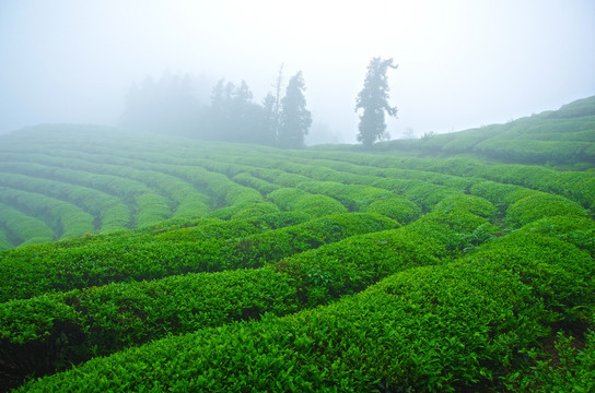 高山云雾茶