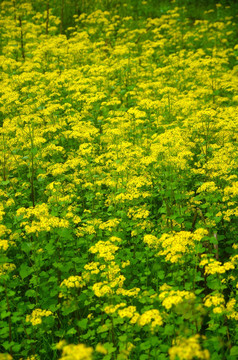 野菊花