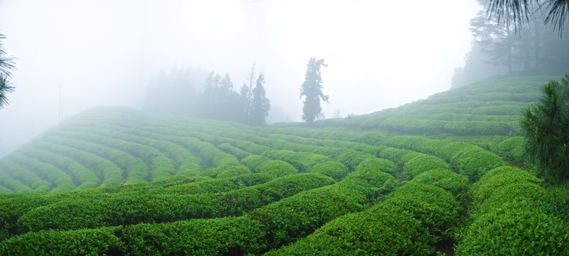 高清全景 高山云雾茶