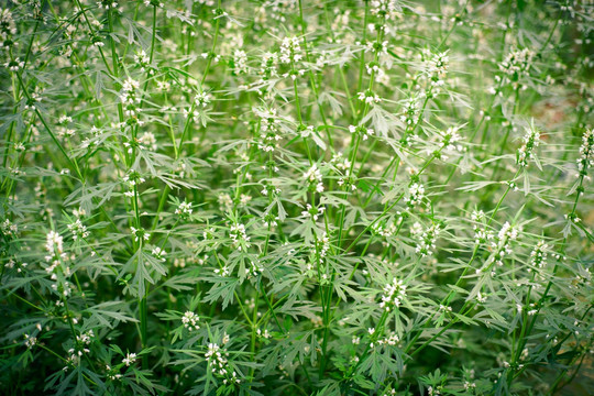 益母草 中草药