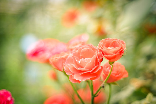 玫瑰花 情人节