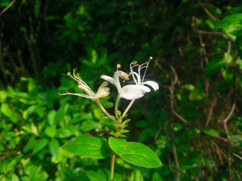 金银花