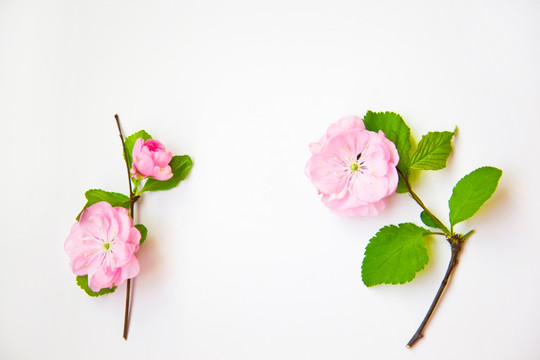 粉花 花枝 静物