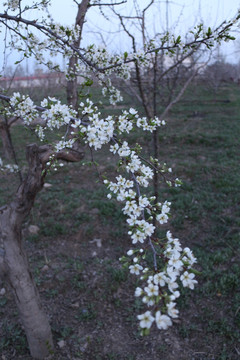 李树开花 （