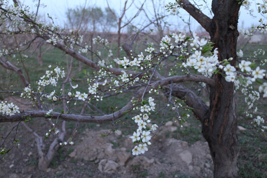 李树开花