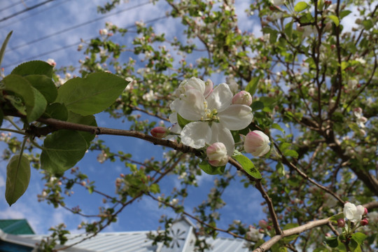 苹果花