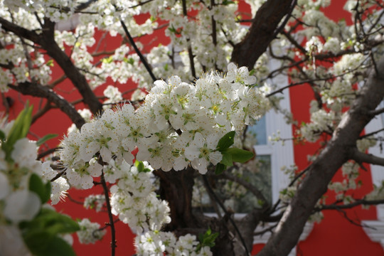 盛开的李子花