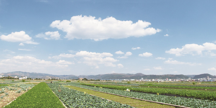 高原蔬菜