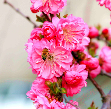 繁花似锦