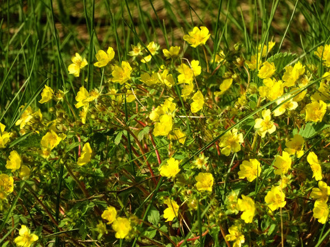 黄花