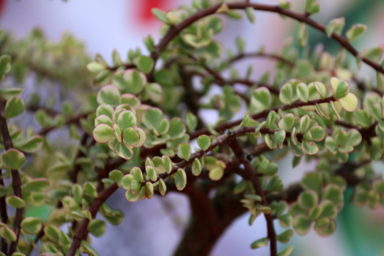 植物素材