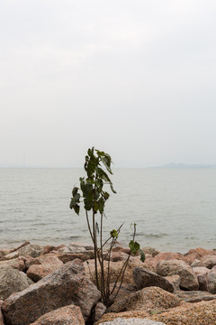 海边小树