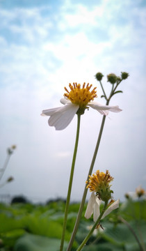 野花