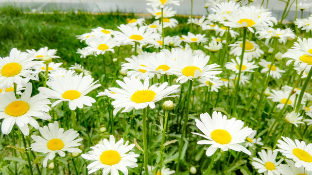 花丛 花海 绿叶白花