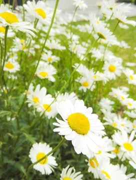 绿色背景 白色花丛 盛开的花朵