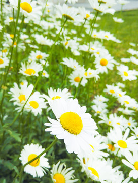 公园里的花 百花盛开