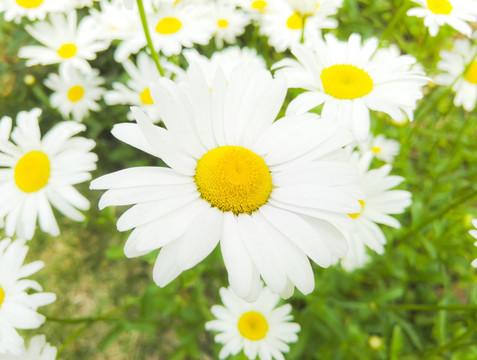 白雏菊 菊花特写 菊花