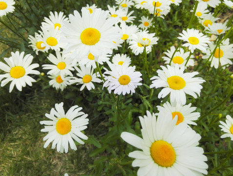 一片花从 白色花 菊花美图