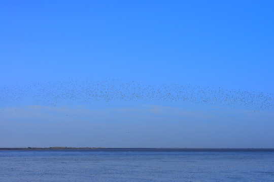 鸭绿江口湿地自然保护区候鸟群