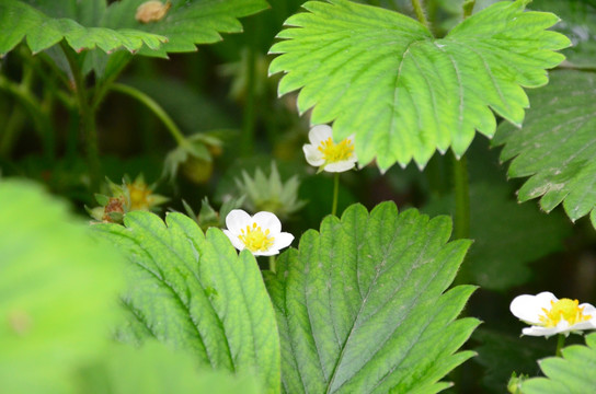 草莓开花