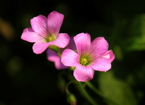 花卉