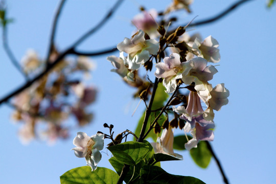 泡桐树花