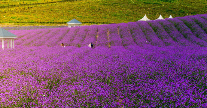 薰衣草