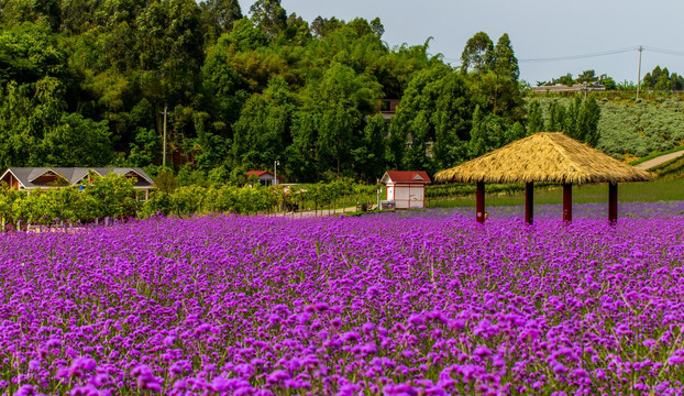 薰衣草