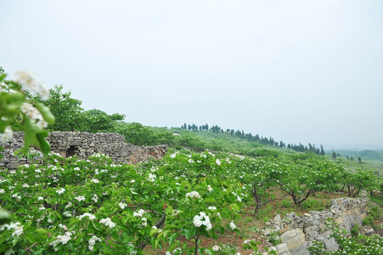 山楂园  山楂花