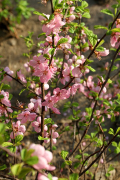 丁香花 丁香 花朵 植物 花卉