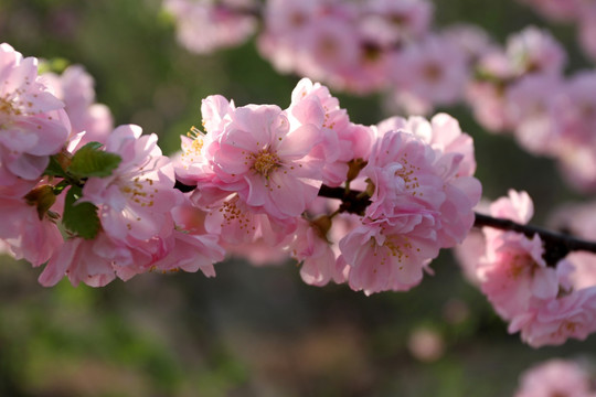 桃红 花卉 花树 娇艳 春天