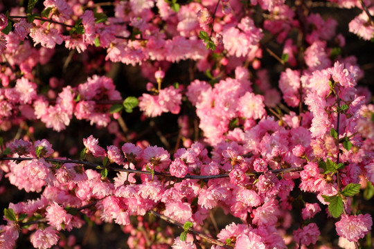 桃红 花卉 花树 娇艳 春天