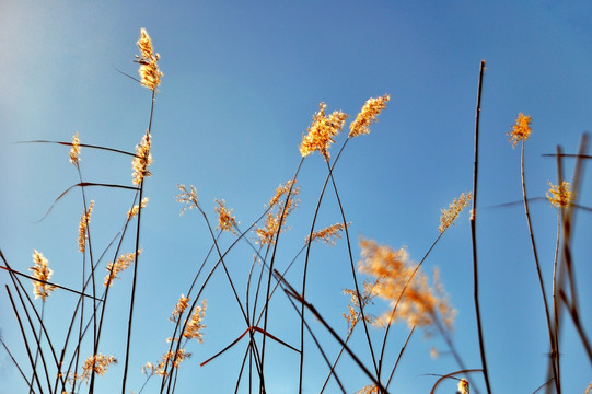 冬天寒风中枯黄芦苇侧逆光