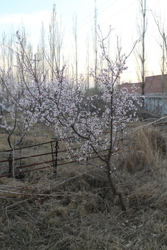 杏树开花