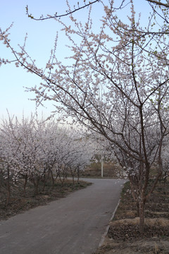 杏园林荫道