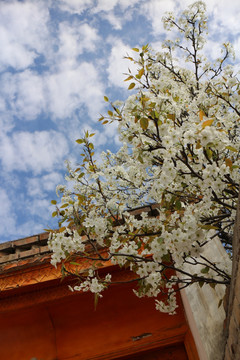 院门梨花开