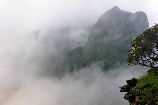 雄蜂雾景