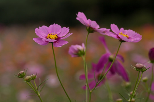 格桑花