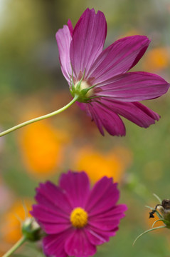 格桑花